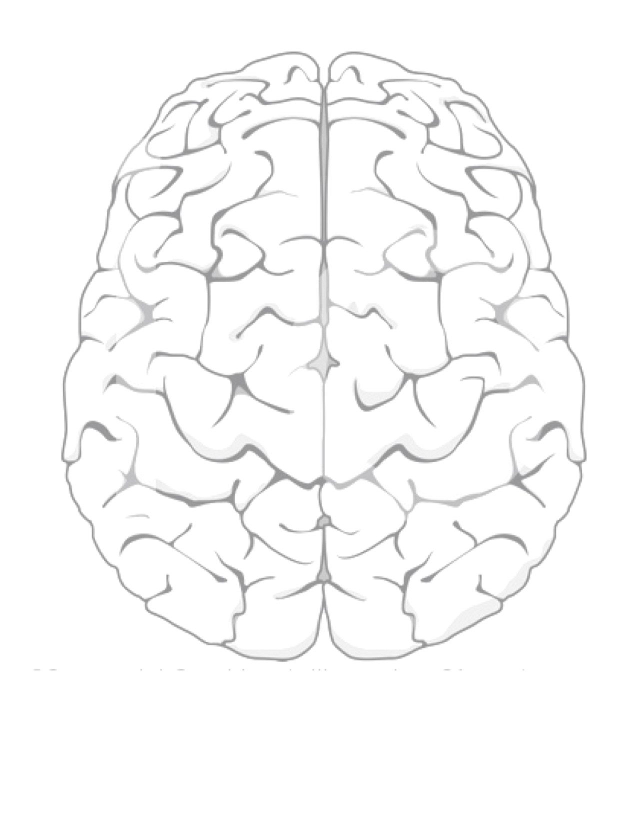 Brain Anatomy Coloring Pages Printable