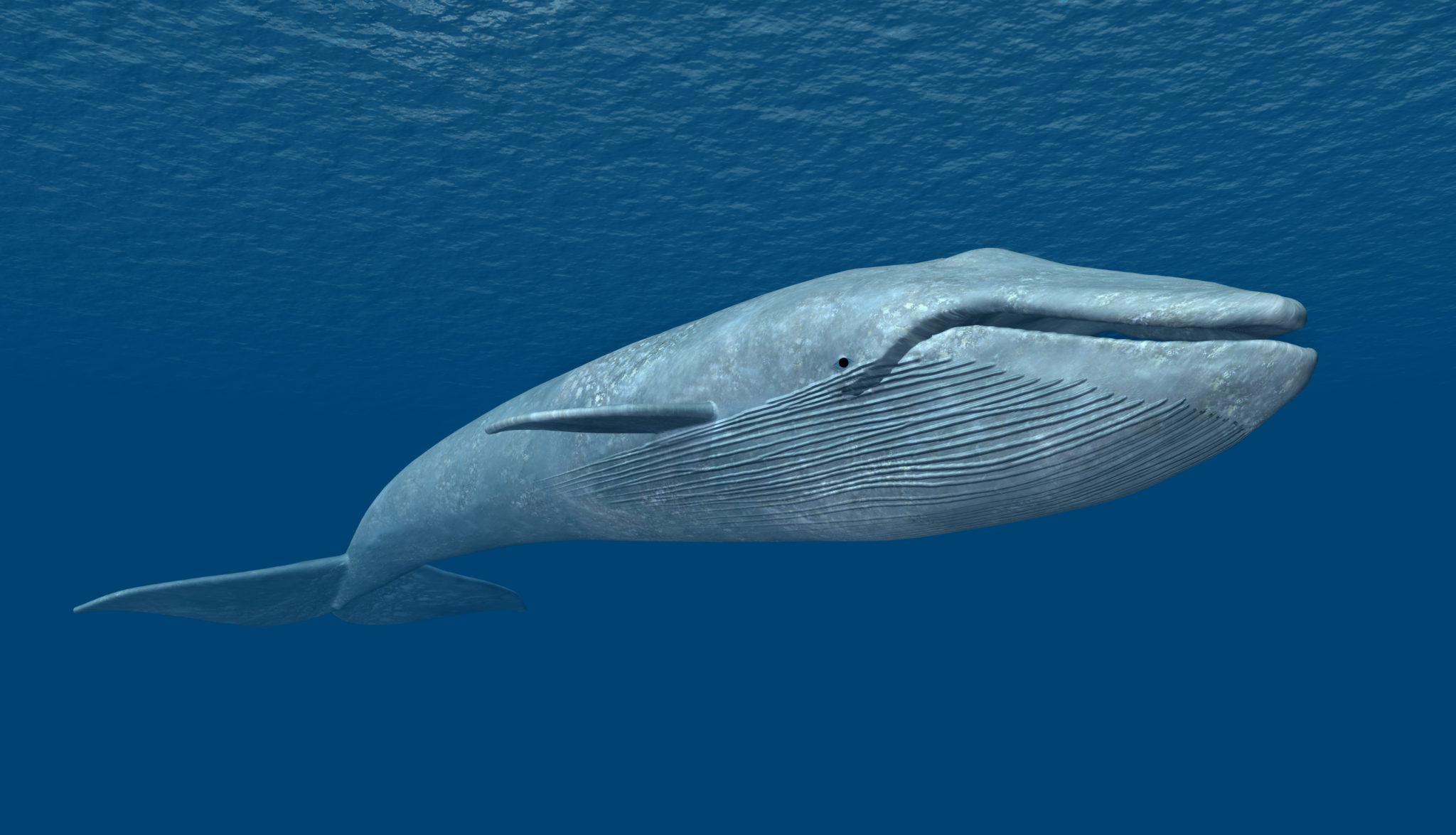 Масса синего кита достигает. Синий кит (голубой кит). Синий кит блювал. Голубой кит Balaenoptera musculus. Китообразные синий кит.